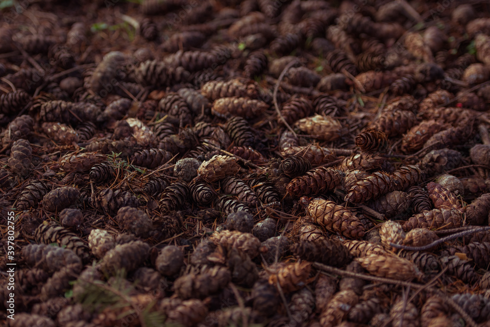 a carpet of pinecones