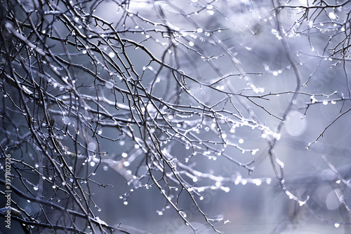 rain droplets hang from tree branches catching the light 