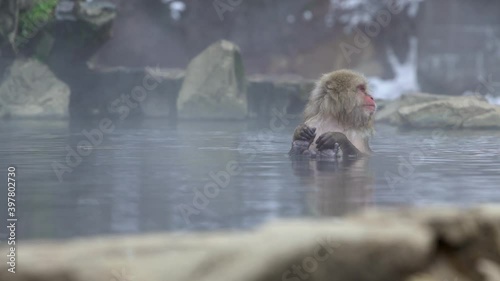 The famous snow monkeys bath in a natural onsen hot springs of Nagano, Japan. Japanese Macaques enjoys and outdoor bath at winter season. A wild macaque that enters a warm pool -Dan photo