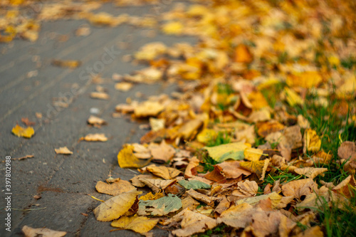 leaves on the sidewalk