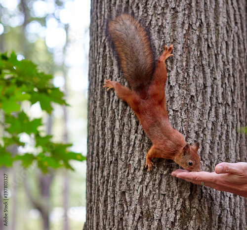 The Eurasian red squirrel eating from man hand © Azat Khayrutdinov