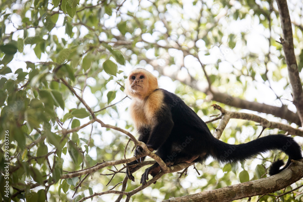 Naklejka premium monkey sitting in tree in manuel antonio national park