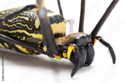 Giant Wood Spiders or Golden Orb Web Spider, Nephila maculata - isolated on white background
 photo