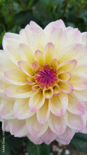 Close up of multicolored dahlia flower