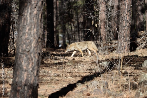 coyote of the hunt