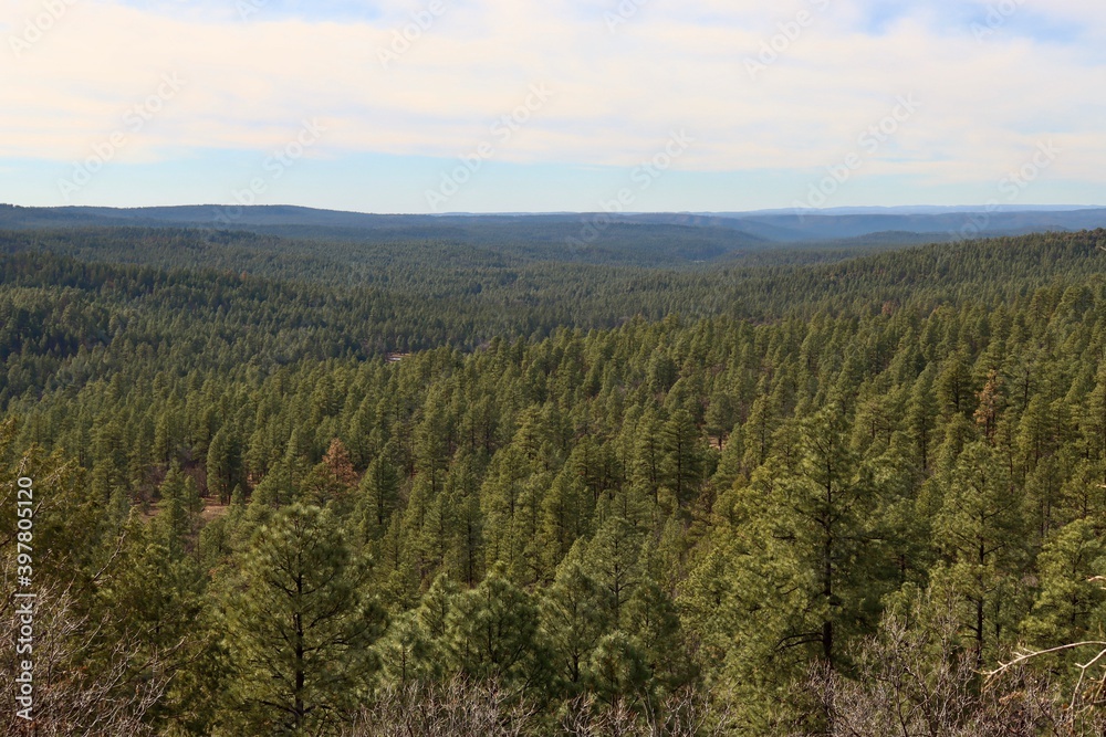 Obraz premium forest in the mountains