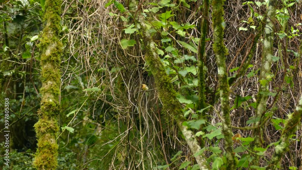 Panamanian flycatcher bird hopping around in forest land between trees. Panamanian flycatcher bird hopping around in forest land between trees.
