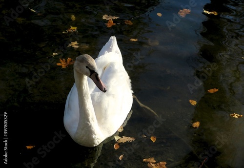 white swan in water with autumn leaves