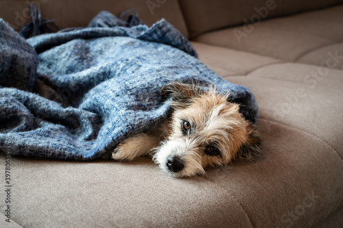 Kleiner Terrier Hund liegt in eine blaue Decke gewickelt auf einem beigen Sofa. Hygge, Entspannung.