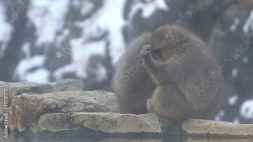 A wild monkey near a hot spring. Snow monkey on onsen of Nagano. Macaca fuscata feeling the body is warm and sleepy near the warm pool at mountain of Japan-Dan photo
