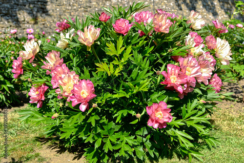 Flower bed of pink Chinese peonies (Paeonia lactiflora) 