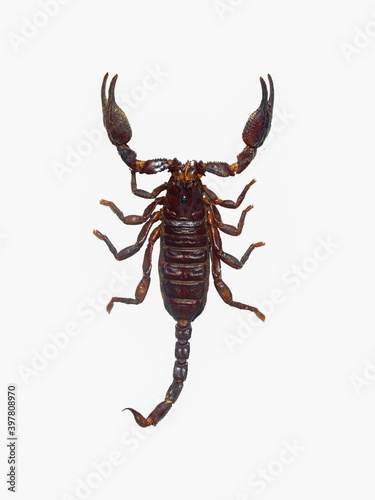 Poisonous scorpion on a white background.
