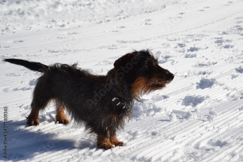 teckel dans la neige, petit chien dans une couverture