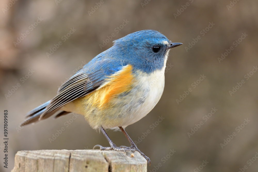 A Male Red-flanked bluetail (Tarsiger cyanurus) A Male Red-flanked bluetail (Tarsiger cyanurus)