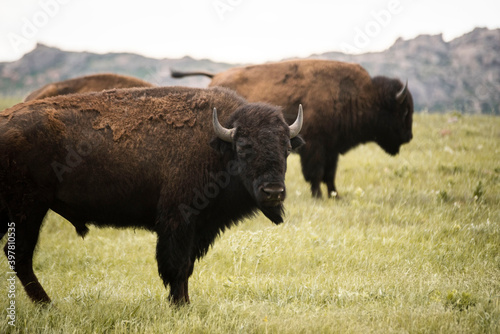 bison in plains of oklahoma 