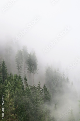 fog in the forest © Eva