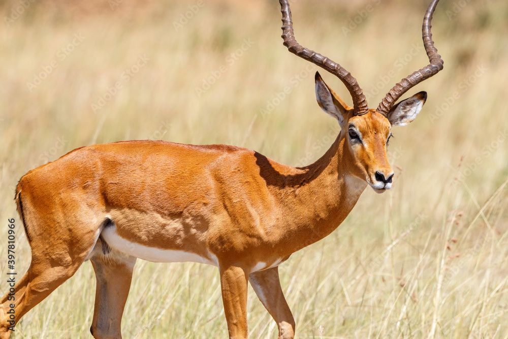 Beautiful Impala antelope on the savanna Beautiful Impala antelope on the savanna