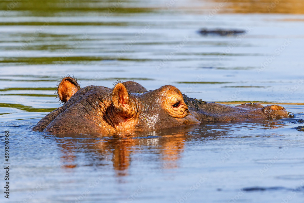 Fototapeta premium Close-up of an African Hippopotamus in a river