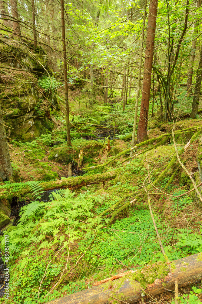 Old growth forest with a stream Old growth forest with a stream