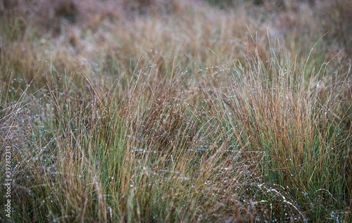 Wet grass in the park