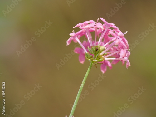 Wildflower (Asperula hirsuta)
