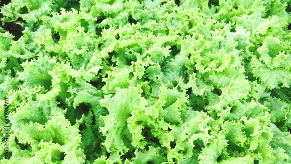Organic salad vegetables in the field ready to be harvested for cooking Organic salad vegetables in the field ready to be harvested for cooking