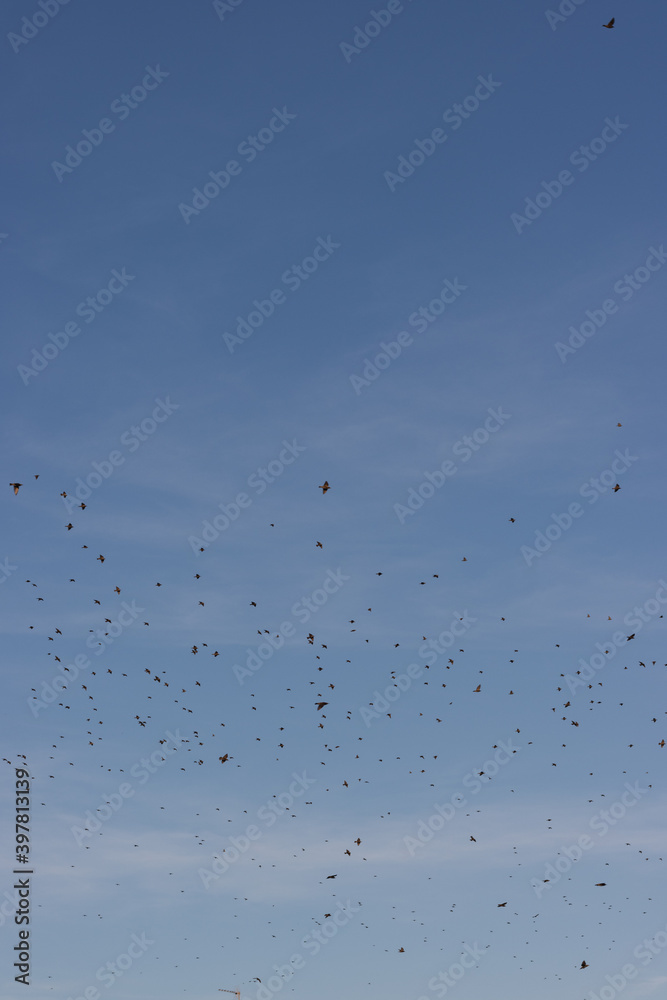 blue sky texture during the day with clouds and birds flying blue sky texture during the day with clouds and birds flying