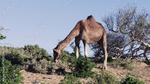 A camel (dromedary) eats leaves from a bush in the sand dunes at the beach of Essaouira, Morocco. Vintage feeling, muted colors.