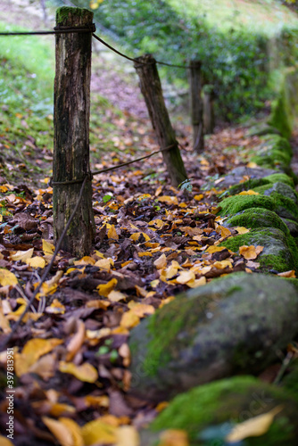 Autumnal path in the middle of the woods. Colored leaves and stones after the rain.