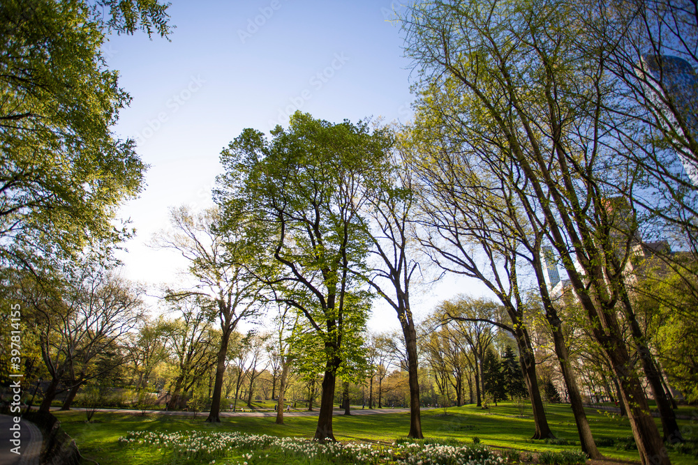 Obraz premium Trees in the autumn in Central Park, New York 