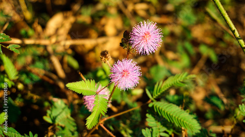 Grass flowers, pale pink grass flowers bloom in nature.