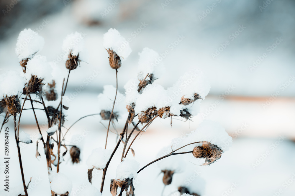 Shrubs in winter on the background of snow Shrubs in winter on the background of snow