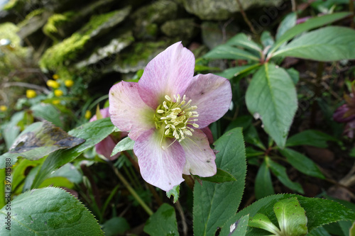 Christrose