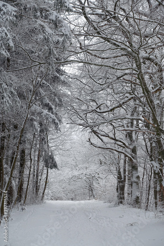 Winterwald