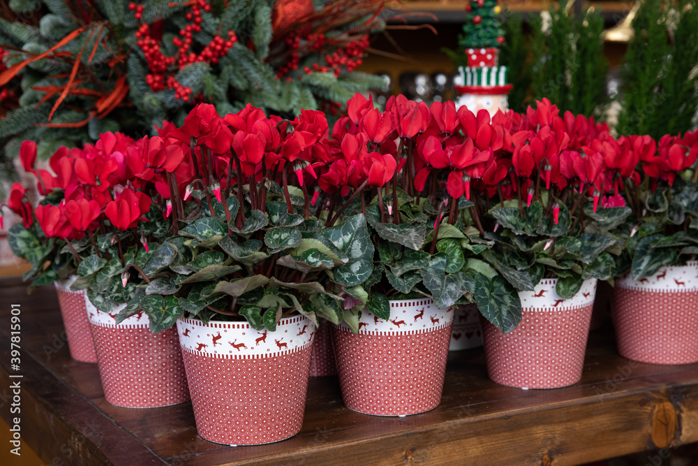 Variety of potted red cyclamen persicum flowers at the greek garden shop in December.
