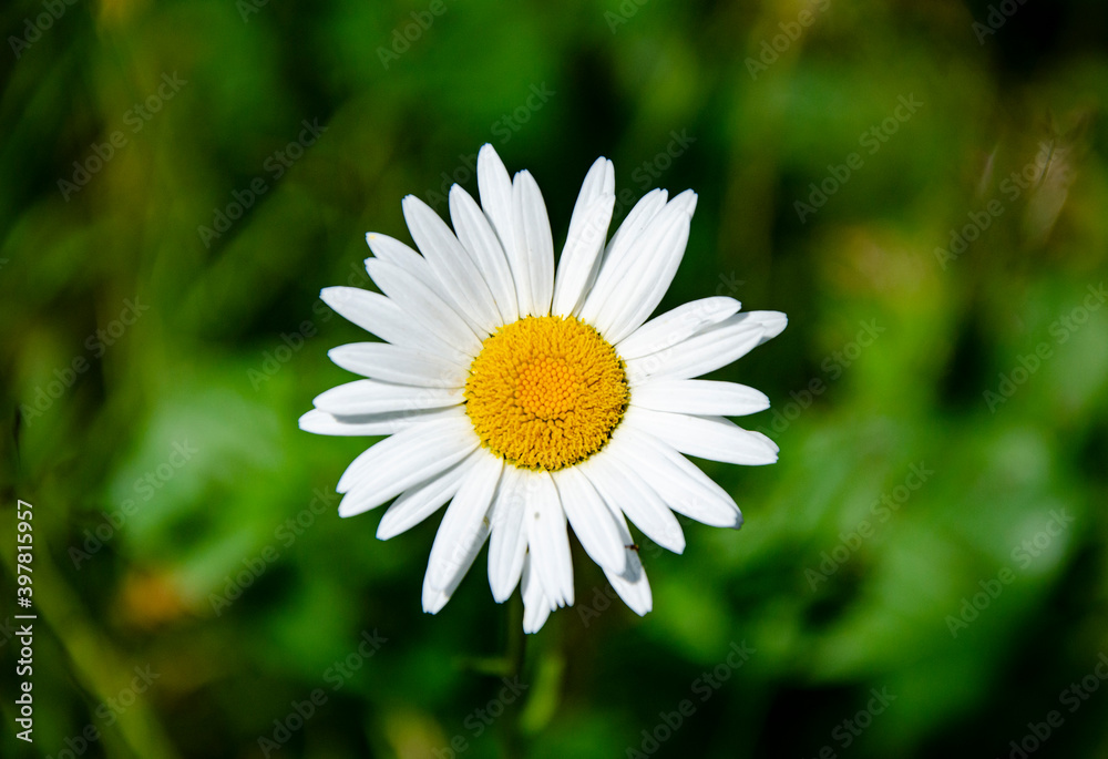 Decorative chamomile onto the green background of the grass Decorative chamomile onto the green background of the grass