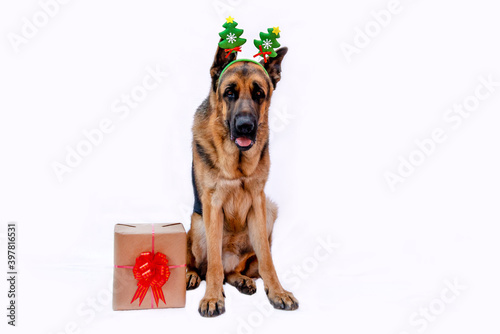 German shepherd in a Christmas tree costume with reindeer antlers and a gift box. Dog celebrates the New year. Greeting card. Animal on a white isolated background. Space for text. Copy space