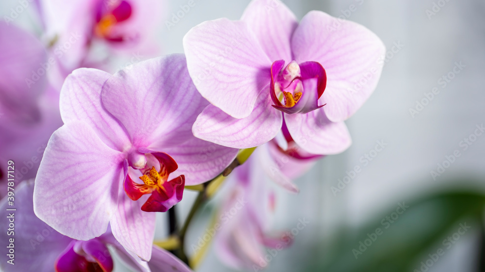 purple orchid flower purple orchid flower