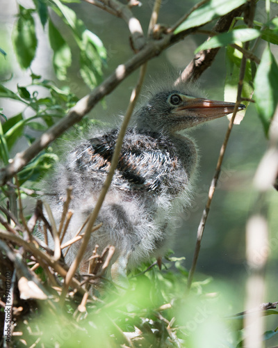 Green Heron stock photos. Green Heron baby bird close-up profile view on the nest with blur foreground and background of leaves in its environment and habitat. Image. Picture. Portrait.