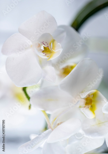 white orchid flowers close up  upright position