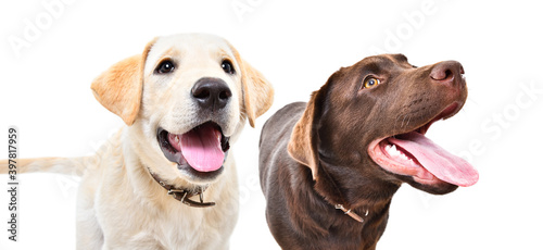 Portrait of two curious labrador puppies together isolated on white background