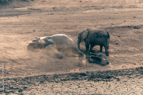Mama and baby elephant dust bathing in the sand. This mammals do that by rolling over on the ground in order to protect from sun and parasites. Kruger National Park, South Africa
