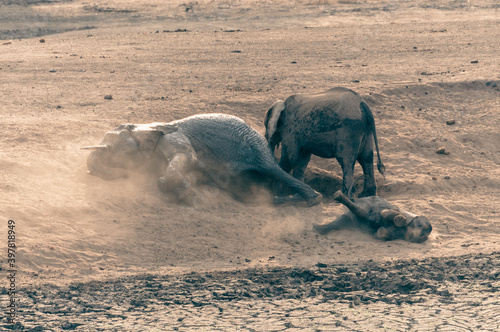 Mama and baby elephant dust bathing in the sand. This mammals do that by rolling over on the ground in order to protect from sun and parasites. Kruger National Park, South Africa