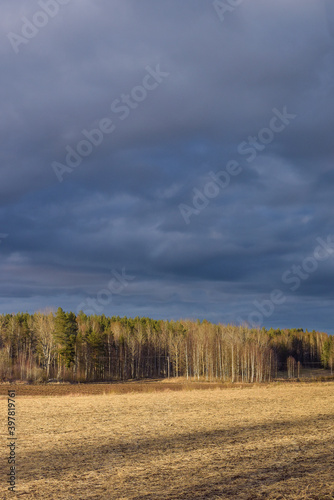 Woods in bad weather