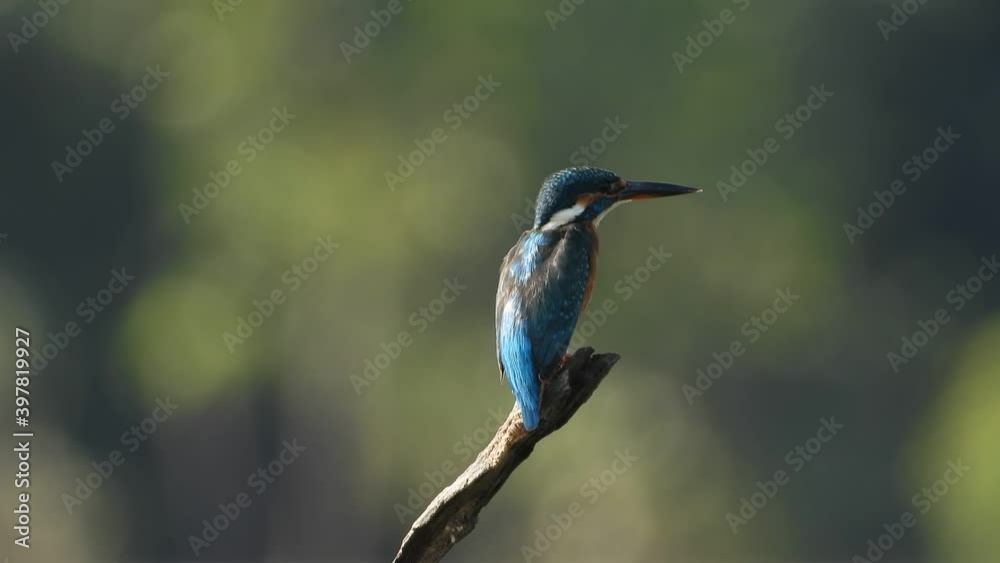 Kingfisher in pond waiting for pray. Kingfisher in pond waiting for pray.
