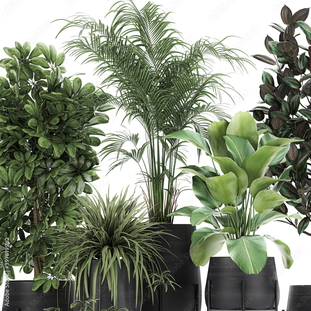 custom made wallpaper toronto digitalexotic plants in a black pot on white background