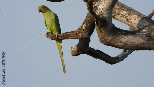 Parrot in tree just chilling .. photo