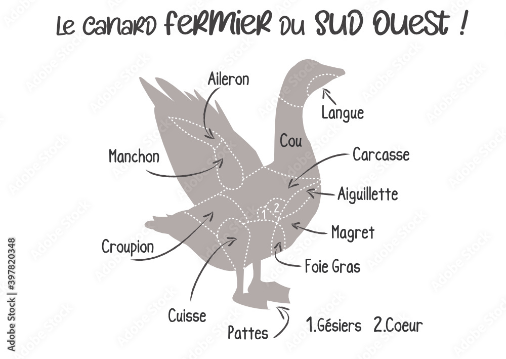 Stockvector Canard pièces de viande, canard gras origine Sud Ouest