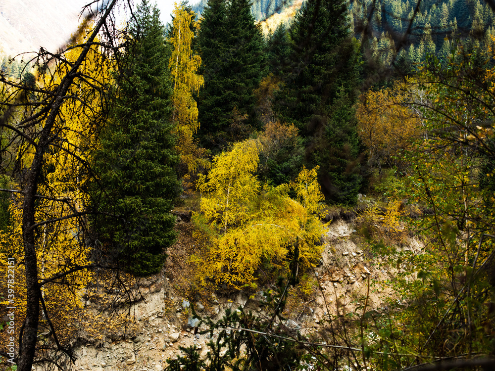 Obraz premium autumn in the forest