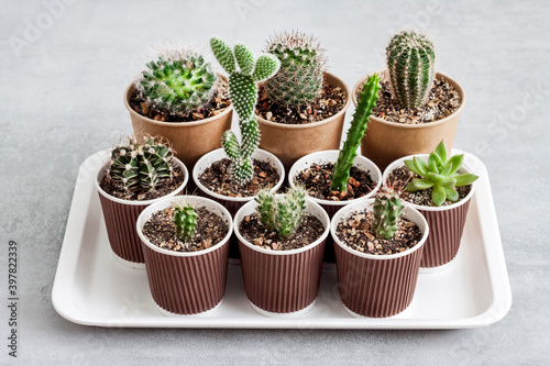 Cactus and succulent plants collection in paper cups on a tray. Home garden